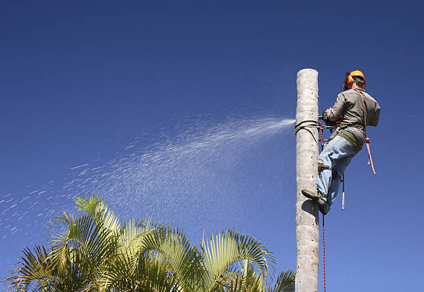 Best Tree Trimming and Pruning  in University Park, IL