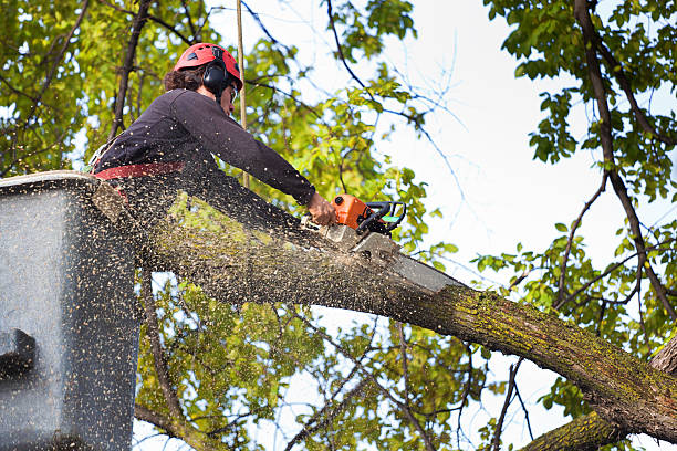 Best Root Management and Removal  in University Park, IL