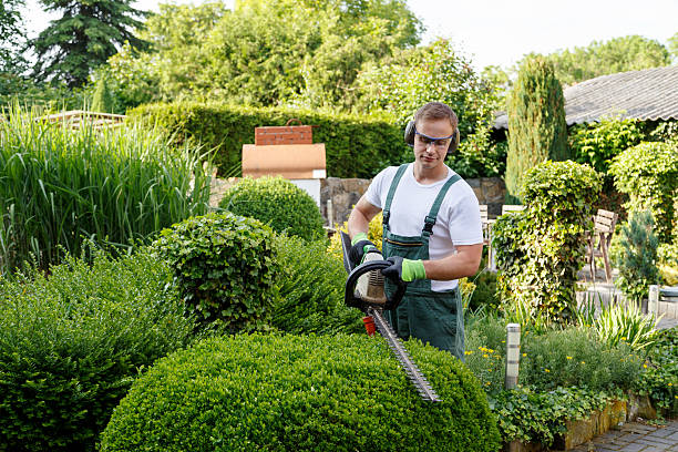 Best Emergency Tree Removal  in University Park, IL